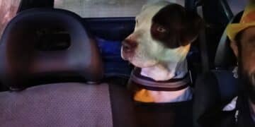 Aiutiamo Michele a ritrovare Bulma e Brumo, due Amstaff spariti nel nulla a Capoterra