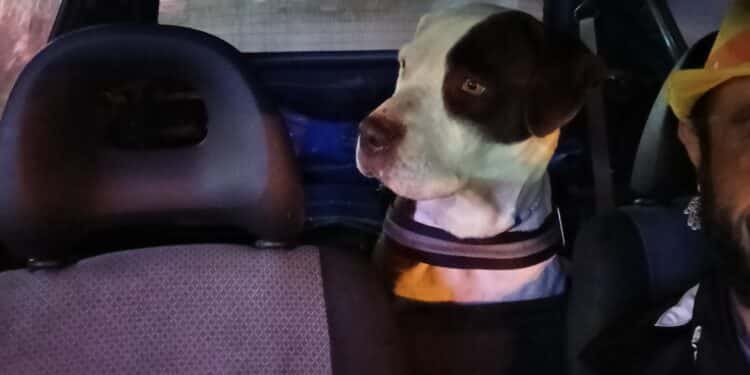 Aiutiamo Michele a ritrovare Bulma e Brumo, due Amstaff spariti nel nulla a Capoterra