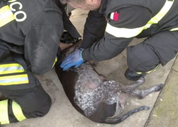 Flumini di Quartu, cane intossicato da monossido di carbonio viene salvato dai Vigili del Fuoco