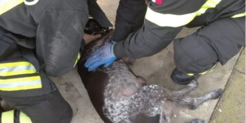 Flumini di Quartu, cane intossicato da monossido di carbonio viene salvato dai Vigili del Fuoco