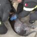 Flumini di Quartu, cane intossicato da monossido di carbonio viene salvato dai Vigili del Fuoco