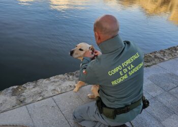Cagliari, cane resta intrappolato in un canale nel parco di Molentargius: salvato dai Forestali