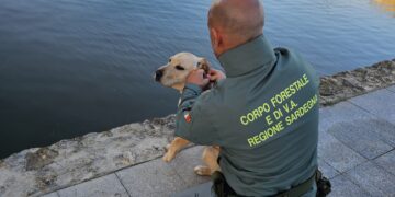 Cagliari, cane resta intrappolato in un canale nel parco di Molentargius: salvato dai Forestali