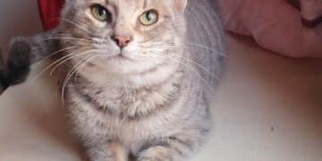 Radio Zampetta Sarda: chi adotta il dolcissimo Tombolino?