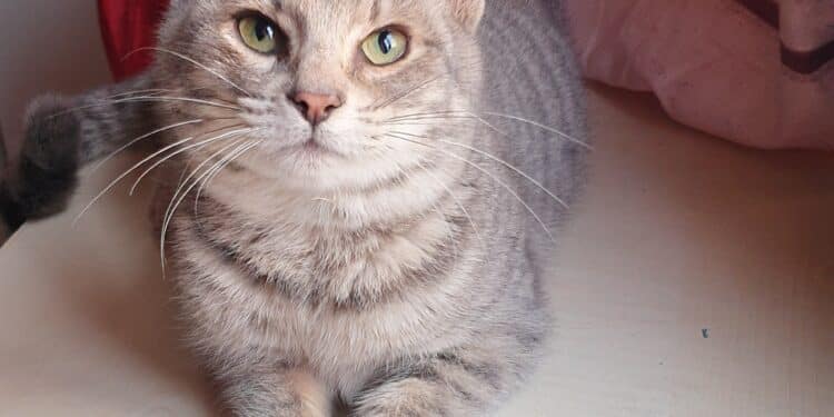 Radio Zampetta Sarda: chi adotta il dolcissimo Tombolino?