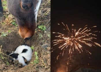 Sanluri, i botti uccidono una cagnolina: è morta per lo spavento