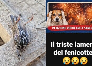 Capodanno in Sardegna, la strage annunciata degli innocenti: ovunque animali morti a causa dei botti