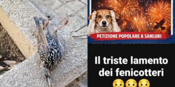 Capodanno in Sardegna, la strage annunciata degli innocenti: ovunque animali morti a causa dei botti