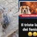 Capodanno in Sardegna, la strage annunciata degli innocenti: ovunque animali morti a causa dei botti