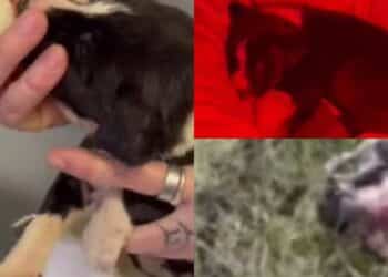 Carbonia, solo uno dei dei cuccioli rinchiusi dentro un sacco e gettati come se fossero spazzatura si è salvato