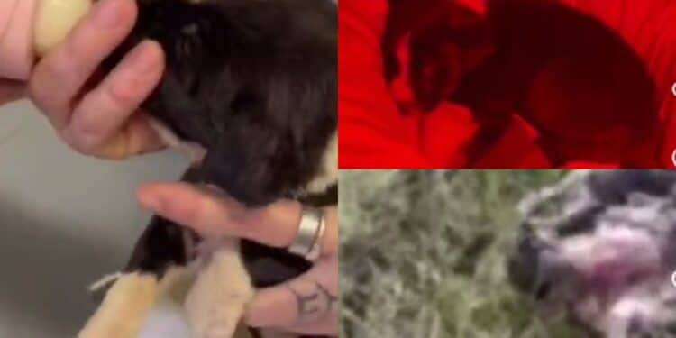 Carbonia, solo uno dei dei cuccioli rinchiusi dentro un sacco e gettati come se fossero spazzatura si è salvato