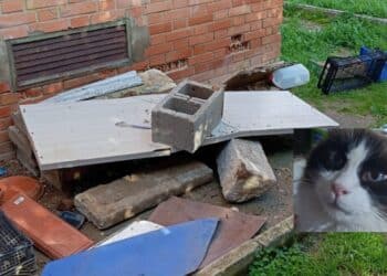 Cagliari, c’è chi non ama le colonie feline: gravi minacce a una volontaria al Quartiere del Sole