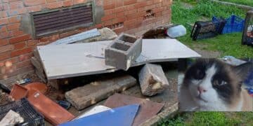 Cagliari, c’è chi non ama le colonie feline: gravi minacce a una volontaria al Quartiere del Sole