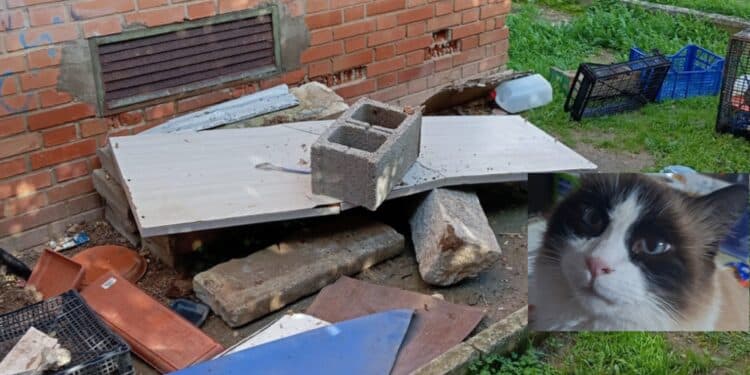 Cagliari, c’è chi non ama le colonie feline: gravi minacce a una volontaria al Quartiere del Sole