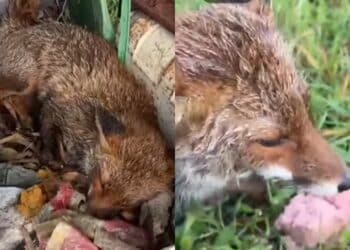 Serramanna, una volpe ferita sul ciglio della strada salvata dalle volontarie