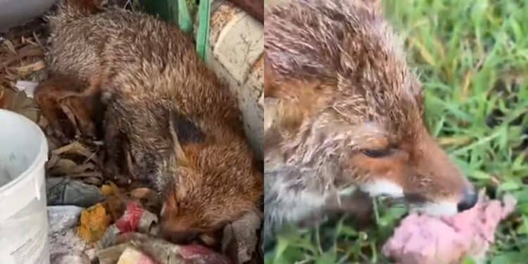 Serramanna, una volpe ferita sul ciglio della strada salvata dalle volontarie