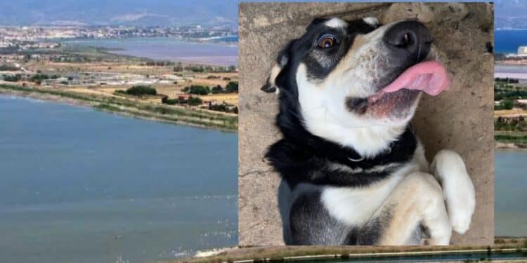 Orrore a Molentargius, cani seviziati nel cuore del parco: le terribili immagini riprese dalle videotrappole