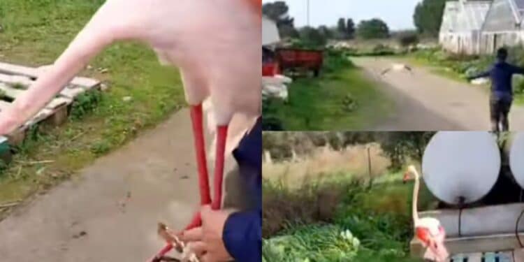 Giba, fenicottero rosa intrappolato nella lenza: salvato da una donna, poi riprende magicamente il suo volo