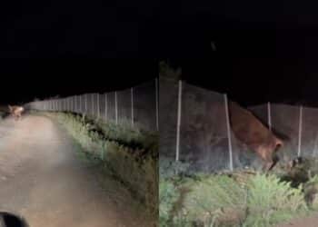 Paura a Pula, un grosso toro a spasso per le campagne del paese