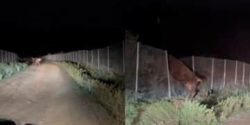 Paura a Pula, un grosso toro a spasso per le campagne del paese