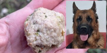 Cagliari, esche sospette tra le vie cittadine: il Comune si mobilita