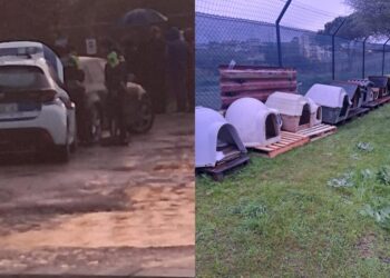 Monserrato, i gatti stanno per essere trasferiti nella nuova colonia felina in via Capo Comino