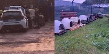 Monserrato, i gatti stanno per essere trasferiti nella nuova colonia felina in via Capo Comino