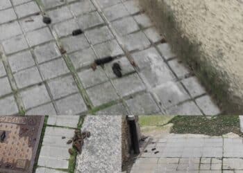 Cagliari, slalom tra gli escrementi dei cani: marciapiedi invasi dalle deiezioni