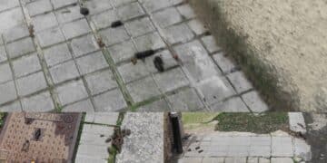 Cagliari, slalom tra gli escrementi dei cani: marciapiedi invasi dalle deiezioni