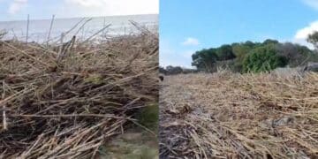 Flumini di Quartu, la spiaggia invasa dalle canne dopo la mareggiata è impraticabile