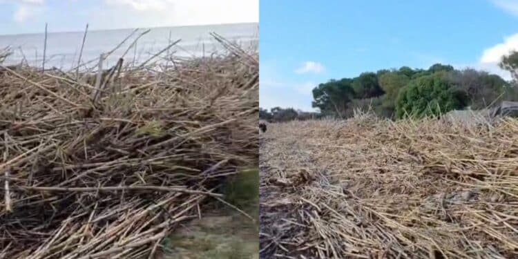 Flumini di Quartu, la spiaggia invasa dalle canne dopo la mareggiata è impraticabile