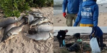 Quartu, decine di volontari in azione per ripulire la spiaggia di Sant’Andrea: tra i rifiuti raccolti anche pezzi di carcasse di auto e carpe giganti
