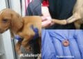 Un anello di plastica nella coda di un cucciolo, ancora orrore nei confronti degli animali: “Urlava di dolore”