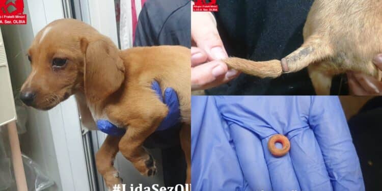 Un anello di plastica nella coda di un cucciolo, ancora orrore nei confronti degli animali: “Urlava di dolore”