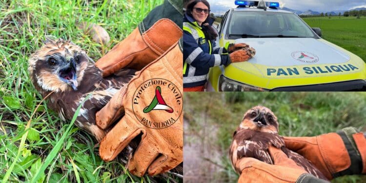 Musei, salvato un falco della palude dai volontari della protezione civile
