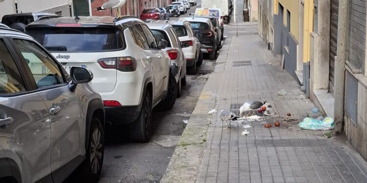 Cagliari, via Dalmazia invasa dai rifiuti: gabbiani banchettano sull’umido, cresce l’allarme igienico