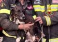 Quartu, cane intrappolato nella zona impervia di Callitas salvato dai vigili del fuoco