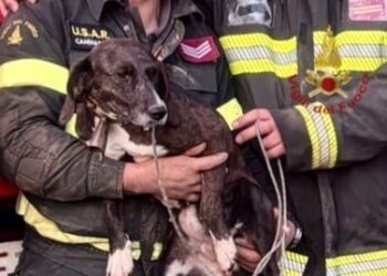 Quartu, cane intrappolato nella zona impervia di Callitas salvato dai vigili del fuoco