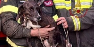 Quartu, cane intrappolato nella zona impervia di Callitas salvato dai vigili del fuoco