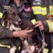 Quartu, cane intrappolato nella zona impervia di Callitas salvato dai vigili del fuoco