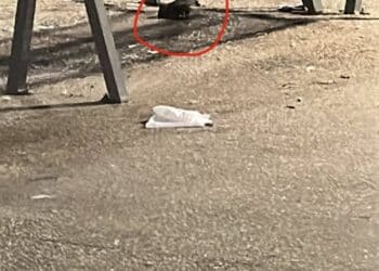 “Degrado totale a Cagliari, bollette della Tari alle stelle e topi che scorrazzano anche in via Roma”