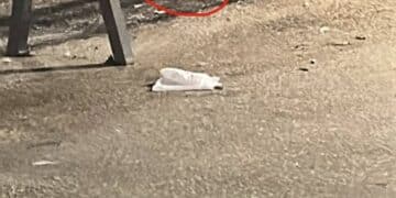 “Degrado totale a Cagliari, bollette della Tari alle stelle e topi che scorrazzano anche in via Roma”