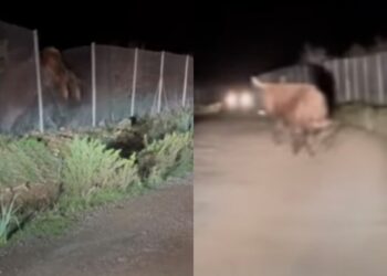 Pula, i bovini selvaggi  nuovamente in azione: scendono a valle in cerca di cibo