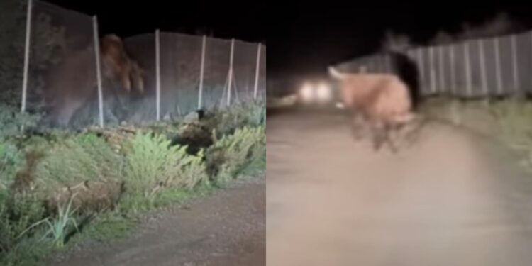 Pula, i bovini selvaggi  nuovamente in azione: scendono a valle in cerca di cibo