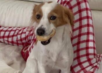 Smarrita Stella a Capoterra, aiutiamola a tornare dalla sua famiglia