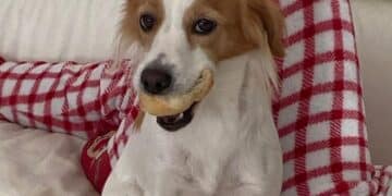 Smarrita Stella a Capoterra, aiutiamola a tornare dalla sua famiglia