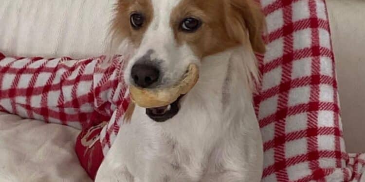 Smarrita Stella a Capoterra, aiutiamola a tornare dalla sua famiglia