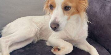 Gioia a Capoterra per il ritrovamento di Stella: la cagnetta del sindaco Garau era scappata per paura dei botti