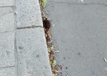 Cagliari, spavento in via Alghero: topo di fogna sul marciapiede, un ragazzo fugge di corsa