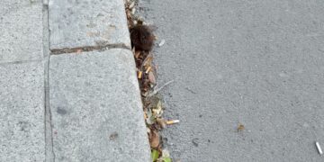 Cagliari, spavento in via Alghero: topo di fogna sul marciapiede, un ragazzo fugge di corsa